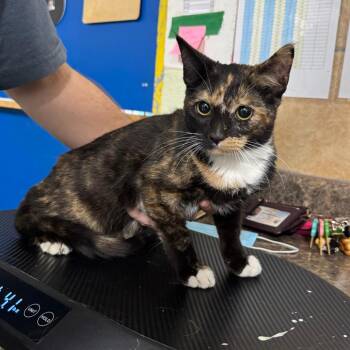 Domestic Short Hair Cats Available for Adoption in Eureka Springs, Arkansas - Tammy | PetCurious