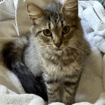 Dolly Purrton -  Domestic Medium Hair Cat for Adoption in Tampa, Florida - Dolly Purrton | PetCurious