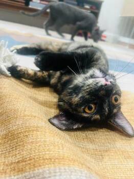 Domestic Short Hair Cats Available for Adoption in Los Angeles, California - Brenda Flea | PetCurious