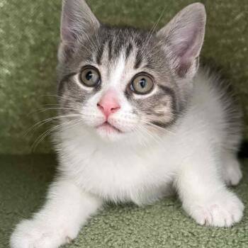 Rescue Domestic Short Hair Cats for Adoption in Hamilton, Ontario - Peach - A Gentle & Playful Sweetheart! | PetCurious