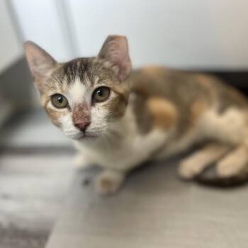 Domestic Short Hair Cats Available for Adoption - Maggie | PetCurious
