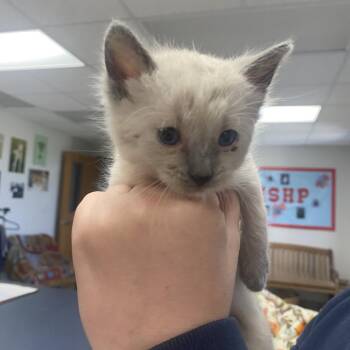 Stray Kitten -  Siamese and Domestic Short Hair Cat for Adoption in Hays, Kansas - Stray Kitten | PetCurious