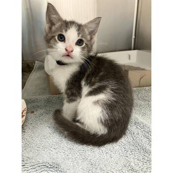 Nori & Norbo -  Domestic Short Hair Cat for Adoption in Philadelphia, Pennsylvania - Nori & Norbo | PetCurious