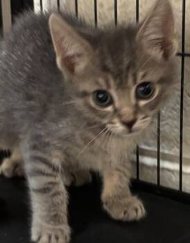 PANDORA -  Domestic Short Hair Cat for Adoption in Elizabethton, Tennessee - PANDORA | PetCurious
