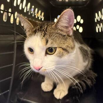Tavish -  Domestic Short Hair Cat for Adoption in Oshkosh, Wisconsin - Tavish | PetCurious