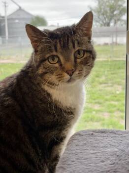 Domestic Short Hair Cats Available for Adoption in Shenandoah, Iowa - Molly | PetCurious