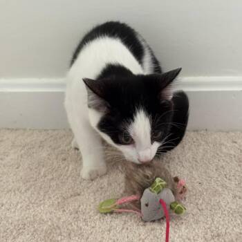 MARGARITA -  Domestic Short Hair Cat for Adoption in Greenfield, Indiana - MARGARITA | PetCurious