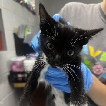 Bunny -  Domestic Short Hair Cat for Adoption in Summerville, South Carolina - Bunny | PetCurious