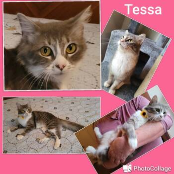Rescue Domestic Long Hair Cats for Adoption in Fort Worth, Texas - Tessa | PetCurious