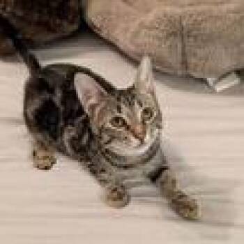 Raggedy Ann -  Domestic Short Hair and Mixed Breed Cat for Adoption in Santa Fe, Texas - Raggedy Ann | PetCurious