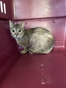 Rescue Domestic Short Hair Cats for Adoption in West Chester, Pennsylvania - Professor McGonagall Fka C21 | PetCurious