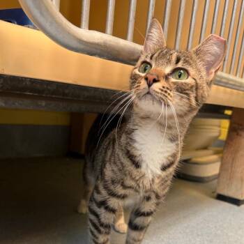 Robin -  Domestic Short Hair Cat for Adoption in East Hanover, New Jersey - Robin | PetCurious