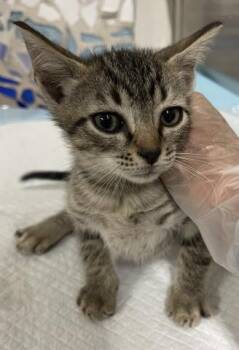 BIGGIE -  Domestic Short Hair Cat for Adoption in Pensacola, Florida - BIGGIE | PetCurious