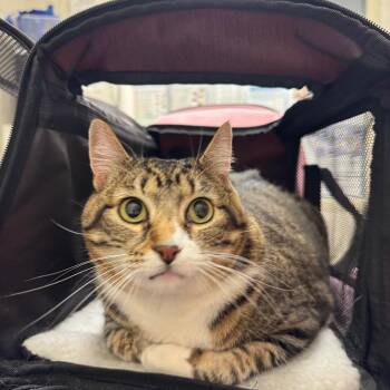 Athena -  Domestic Short Hair Cat for Adoption in Murray, Utah - Athena | PetCurious