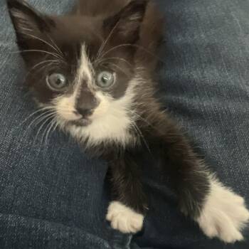 Zoolander 10 -  Domestic Short Hair and Domestic Medium Hair Cat for Adoption in Austin, Texas - Zoolander 10 | PetCurious
