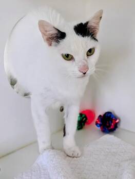 Corella -  Domestic Short Hair Cat for Adoption in Greenfield, Indiana - Corella | PetCurious