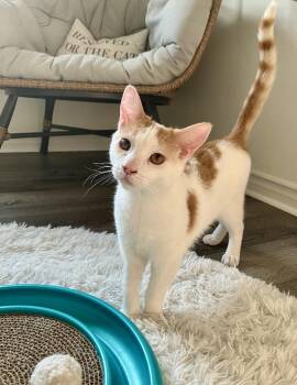 Rescue Domestic Short Hair Cats for Adoption in Hamilton, Ontario - AWESOME TWOSOME- EMBER AND COLE | PetCurious