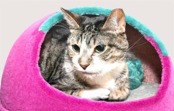 Rescue Domestic Short Hair Cats for Adoption in Fort Lauderdale, Florida - SHERBERT | PetCurious