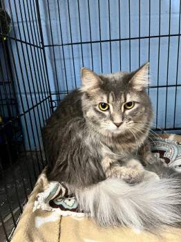 Domestic Medium Hair Cats Available for Adoption - Bumblebee | PetCurious