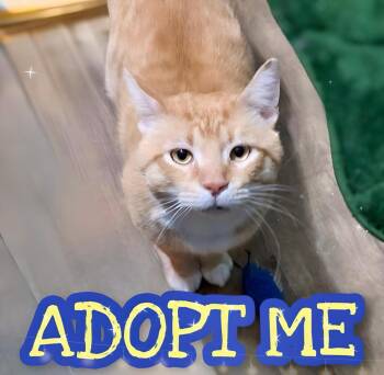 Rescue Domestic Short Hair Cats for Adoption in Edgewood, Kentucky - Marcus | PetCurious