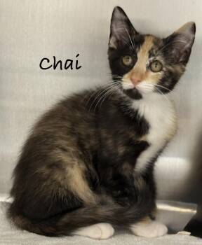 Chai -  Domestic Medium Hair Cat for Adoption in Pawleys Island, South Carolina - Chai | PetCurious