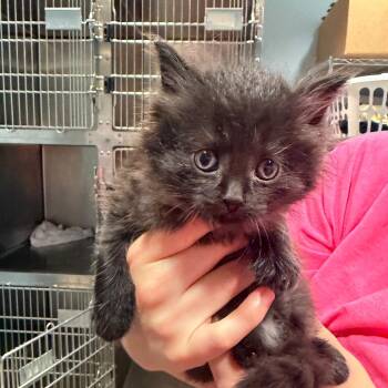Ocean -  Domestic Short Hair Cat for Adoption in Chattanooga, Tennessee - Ocean | PetCurious