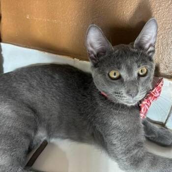 Priv -  Domestic Short Hair Cat for Adoption in Jupiter, Florida - Priv | PetCurious