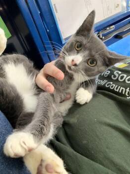 Domestic Short Hair Cats Available for Adoption - LEBRON | PetCurious