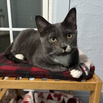 Rescue Domestic Short Hair Cats for Adoption in Portage, Michigan - Ken | PetCurious