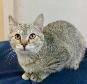 Rescue Domestic Short Hair Cats for Adoption in Minneapolis, Minnesota - Go Go | PetCurious