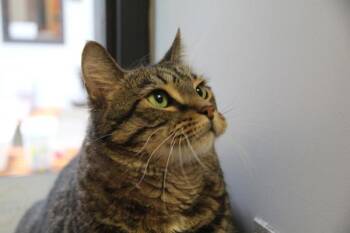 Domestic Short Hair Cats Available for Adoption in Winnipeg, Manitoba - Toby | PetCurious