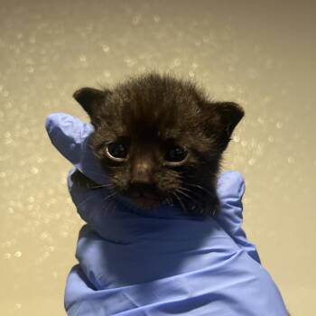 Lola* -  Domestic Short Hair Cat for Adoption in San Gabriel, California - Lola* | PetCurious