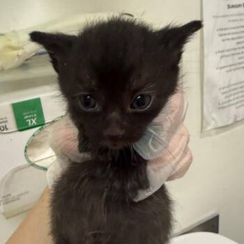 Callie Co -  Domestic Medium Hair Cat for Adoption in Charleston, West Virginia - Callie Co | PetCurious