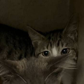 Rescue Domestic Short Hair Cats for Adoption in San Antonio, Texas - Harry | PetCurious