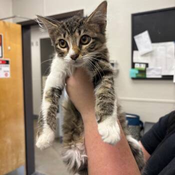 Rue -  Domestic Long Hair Cat for Adoption in Columbiana, Alabama - Rue | PetCurious