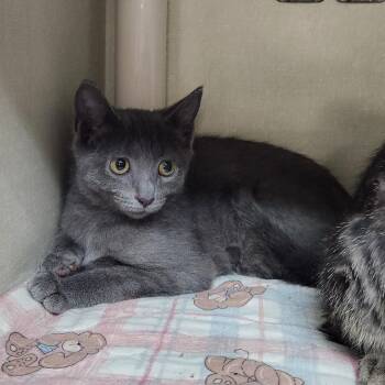 Yahoo -  Domestic Short Hair Cat for Adoption in Walker, Michigan - Yahoo | PetCurious