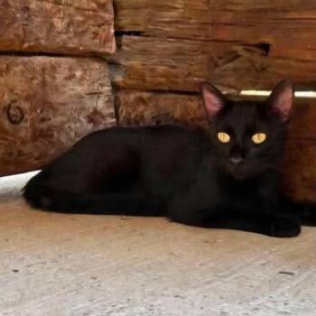 Carter -  Domestic Short Hair Cat for Adoption in Newcastle, Oklahoma - Carter | PetCurious