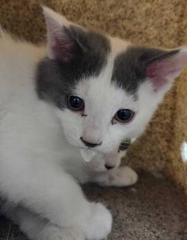 Gilmore -  Domestic Short Hair Cat for Adoption in Fruit Heights, Utah - Gilmore | PetCurious