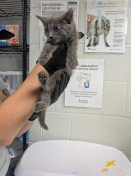 Cleats -  Domestic Medium Hair Cat for Adoption in Cincinnati, Ohio - Cleats | PetCurious