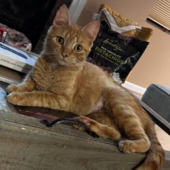 Rescue Domestic Short Hair Cats for Adoption - Moira | PetCurious