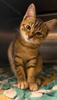 Paislee -  Domestic Short Hair Cat for Adoption in Columbia, Tennessee - Paislee | PetCurious