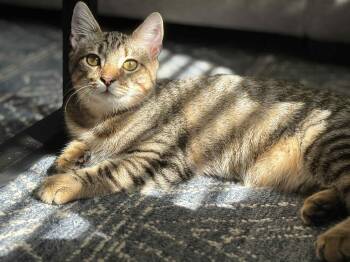 Rescue Domestic Short Hair Cats for Adoption in Richmond, Kentucky - Atlas | PetCurious