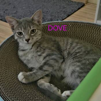 Dove -  Tabby Cat for Adoption in Washington, Pennsylvania - Dove | PetCurious