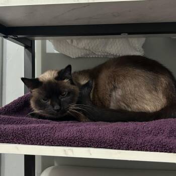 Renu/Noni -  Siamese Cat for Adoption in Valdosta, Georgia - Renu/Noni | PetCurious