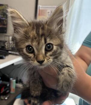 Cassie -  Domestic Medium Hair Cat for Adoption in Salt Lake City, Utah - Cassie | PetCurious
