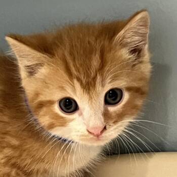 Domestic Short Hair Cats Available for Adoption in Chattanooga, Tennessee - Dragon | PetCurious
