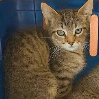 Rescue Tabby Cats for Adoption - Le Nard And Le Roi | PetCurious