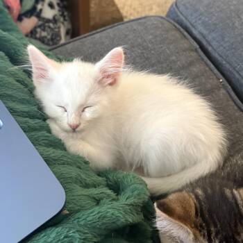 Zuko -  Domestic Short Hair Cat for Adoption in Spokane, Washington - Zuko | PetCurious