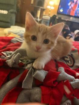 Cinnamon -  Domestic Medium Hair Cat for Adoption in Yankton, South Dakota - Cinnamon | PetCurious