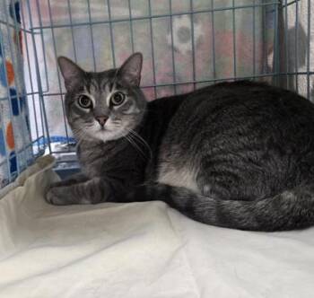 Loki -  Domestic Short Hair Cat for Adoption in Gainesville, Florida - Loki | PetCurious